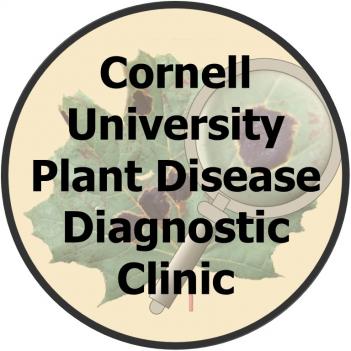 Diagnostic Workshops